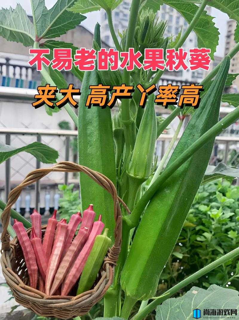 丝瓜秋葵草莓香蕉榴莲芒果大全：涵盖多种美味水果的详尽介绍