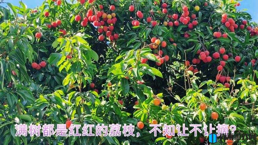 荔枝视频观看免费最新：畅享精彩大片无压力