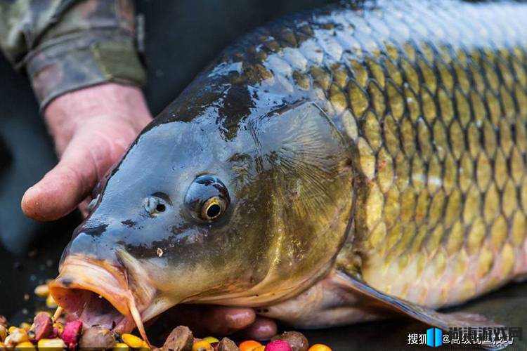 鲤鱼吸水和会夹的区别：探究两种技巧在实际运用中的差异